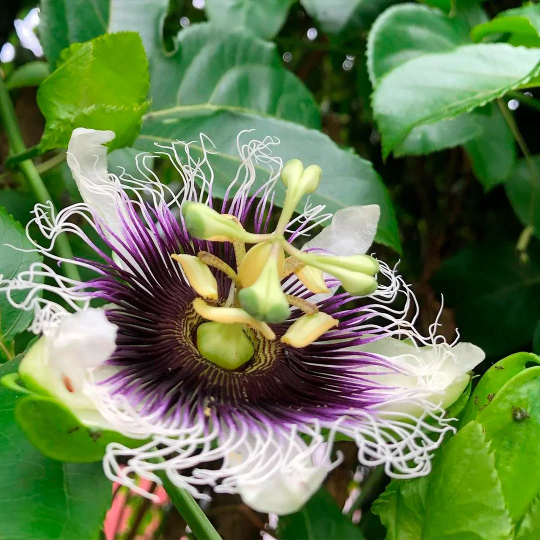 Espaço Tangará Ilhabela, natureza